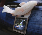 goods_0172.jpg