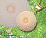 goods_0275.jpg